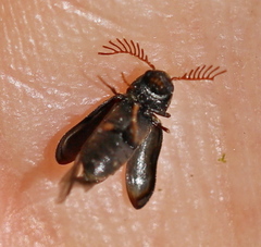 Ptilinus