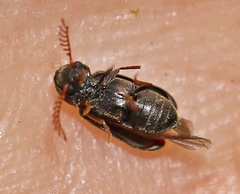 Ptilinus