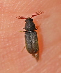 Ptilinus