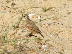 Geositta cunicularia