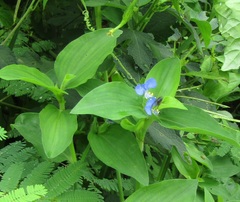 Commelina erecta