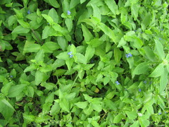 Commelina erecta