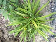 Hemerocallis lilioasphodelus