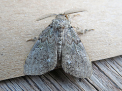Dasychira vagans