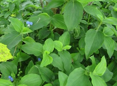 Commelina erecta