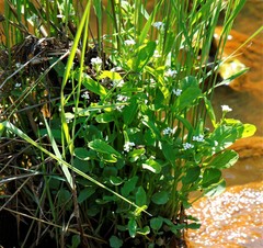 Cardamine scutata