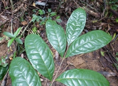 Trichoscypha baldwinii