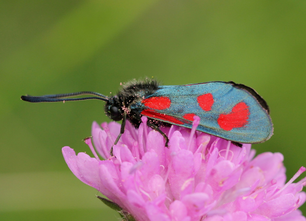 Slender Scotch Burnet