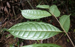 Trichoscypha baldwinii