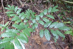 Trichoscypha baldwinii