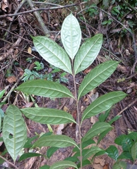 Trichoscypha baldwinii
