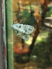 Acronicta modica
