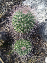 Mammillaria carnea