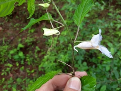 Impatiens arguta