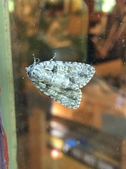 Acronicta modica