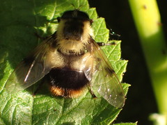 Volucella bombylans