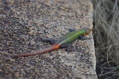 Platysaurus intermedius