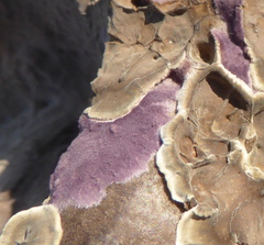 Phlebiopsis crassa