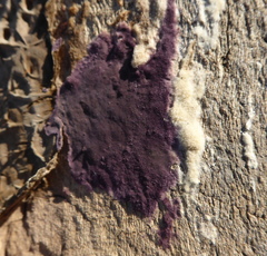 Phlebiopsis crassa