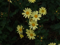 Argyranthemum maderense image