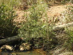 Melaleuca viminalis viminalis