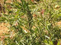 Melaleuca viminalis viminalis