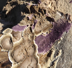Phlebiopsis crassa