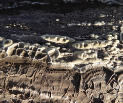 Phlebiopsis crassa
