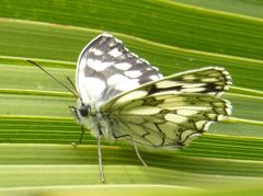Melanargia galathea