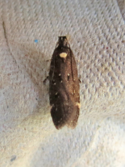 Gelechiini