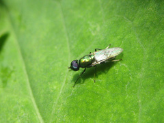 Prosopochrysa vitripennis