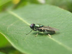 Prosopochrysa vitripennis