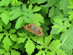 Junonia evarete
