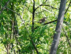 Helopsaltes ochotensis