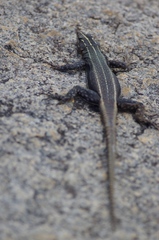 Platysaurus intermedius