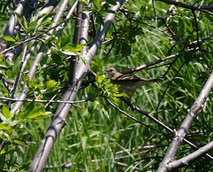 Helopsaltes ochotensis