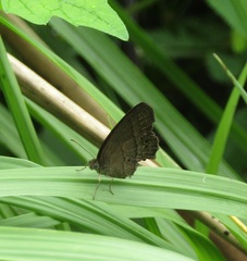 Hermeuptychia hermes