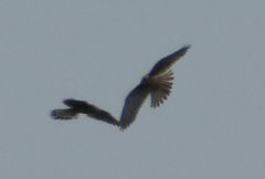 Falco tinnunculus