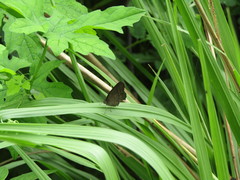 Hermeuptychia hermes