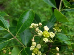 Euonymus grandiflorus