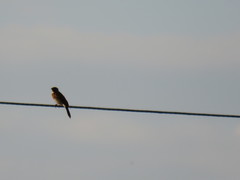 Emberiza leucocephalos