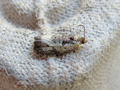 Olethreutes malana