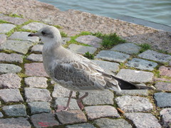 Larus canus