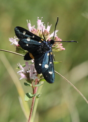 Zygaena ephialtes