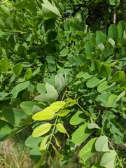 Robinia pseudoacacia
