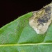Ectoedemia nyssaefoliella - Photo (c) Becky Elkin, some rights reserved (CC BY-NC), uploaded by Becky Elkin