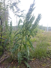 Rumex longifolius