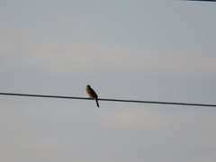 Emberiza leucocephalos