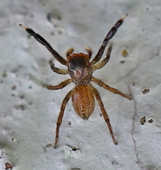 Euophrys