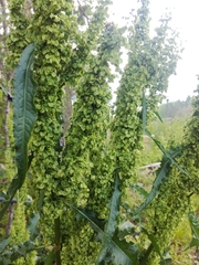 Rumex longifolius